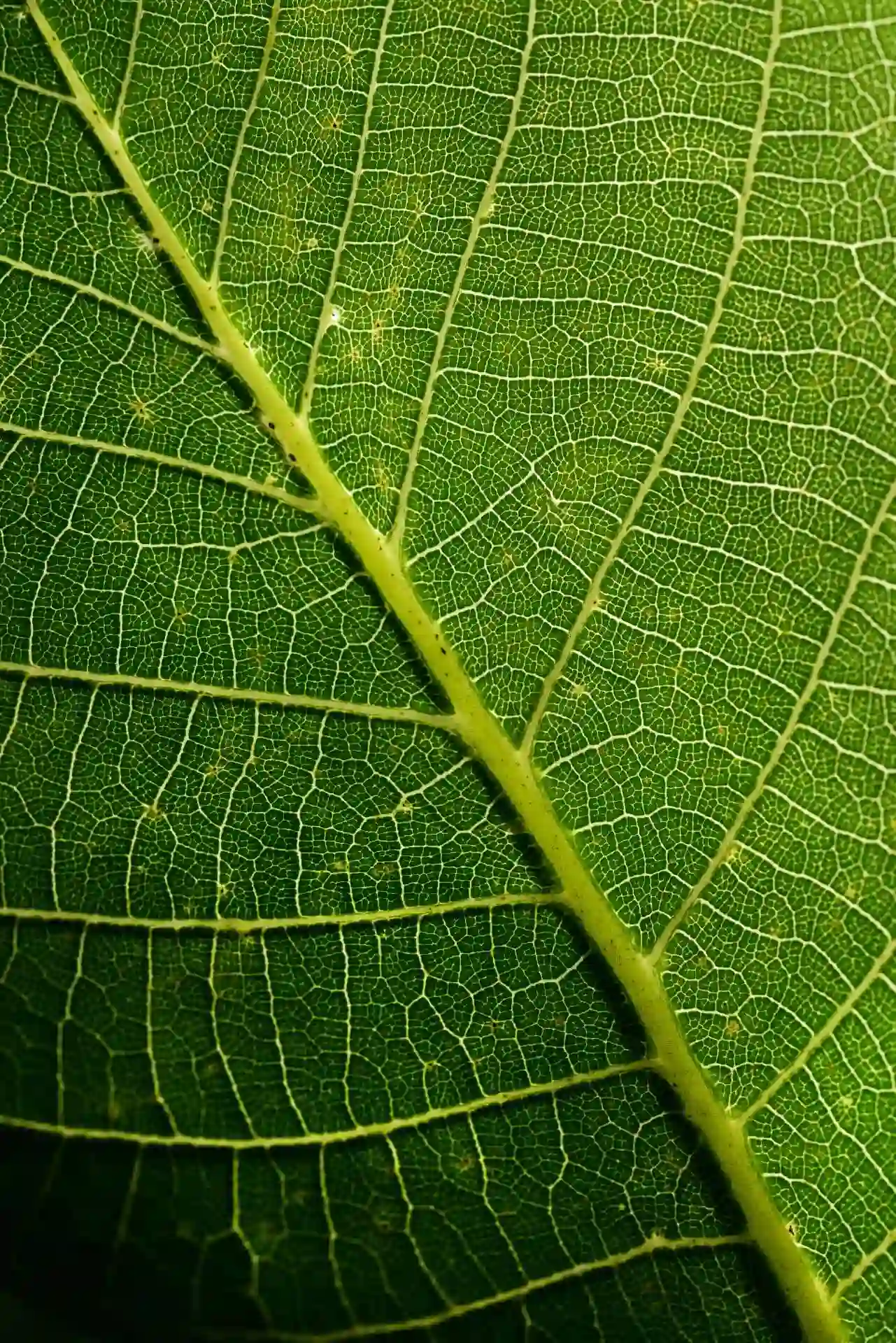 Feuille de noix verte, riche en polyphénols